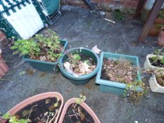 3 Green Plastic Containers Containing Clematis
