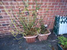 2 Square Garden Tubs Containing Roses