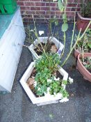 Pair of Hexagonal Garden Tubs Containing Roses
