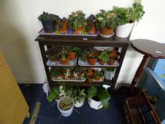 Collection of Indoor & Outdoor Plants