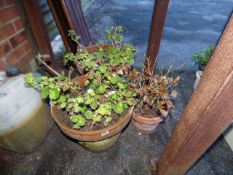 3 Terracotta Plant Pots Containing Geraniums