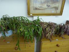 Collection of Plants