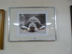 Silver Framed Dog Print