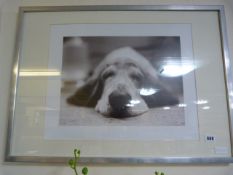 Framed Print of A Dog