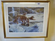 Gilt Framed Limited Edition Stephen Gayford Tiger Print