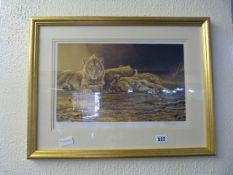 Framed Stephen Gayford Limited Edition Print Depicting Sleeping Lions