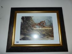 Framed Limited Edition Print of A Tiger by Stephen Hodge