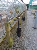 Length of Tree Support with Ties