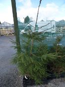 7ft Christmas Tree in Pot