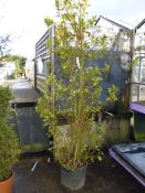 Containerised Bay Tree