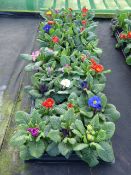 2 Boxes of Primroses