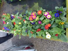 2 Trays of Primroses