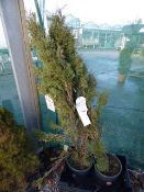 2 Cupressus