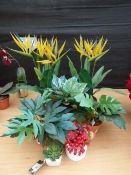 2 Artificial Striletcias etc