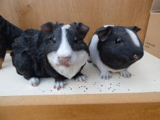 2 Guinea Pigs