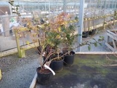 6 Plants Including Burberis & Escallonia etc