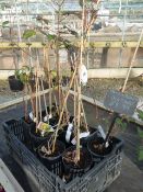 8 Himalayan Giant Brambles