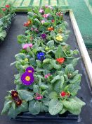 2 Boxes of Primroses