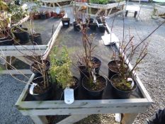 Hypericun Philadelphus & Lonicera - 8 Plants