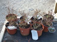 8 Berberis Goldalita