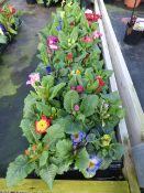 2 Trays of Primroses