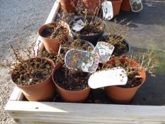 7 Berberis Goldalita