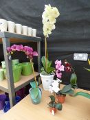 5 Artificial Orchids