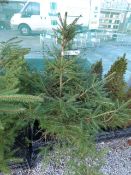 3ft Christmas Tree in Pot