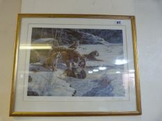 Gilt Framed Steven Gayford Print Depicting Tigers