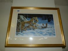 Framed Steven Gayford Print - Tigers in the Snow