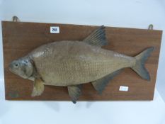 Stuffed & Mounted Bream Fresh Water Fish