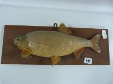 Stuffed & Mounted Roach Fresh Water Fish