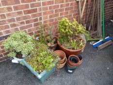 Shrubs - Pots - Planters etc