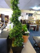 *SPIRAL TOPIARY IN PLANTER