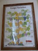 Framed Print of Grape Varieties