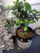 Ceramic Planter with Plant