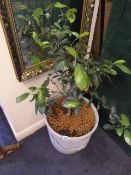 Ceramic Planter & Plant