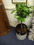 Large Ceramic Planter with Plant