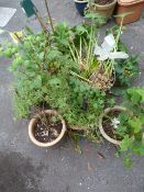 Quantity of Potted Plants