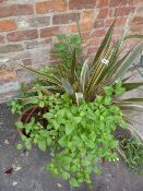 2 Ceramic Planters including Cordelion Plant & Fuchsia etc