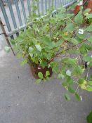 Large Ceramic Planter including Honeysuckle Tree