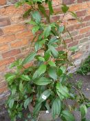 Potted Evergreen Climbing Hydrangea