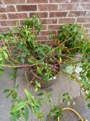 Large Ceramic Pot & Plant