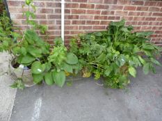 3 Various Planters & Plants