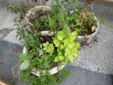3 Concrete Planters & Plants