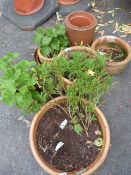 Quantity of Terracotta Planters etc