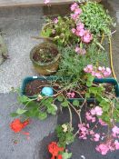 4 Ceramic & 1 Plastic Planter & Plants including Geranium - Ivy etc