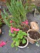 3 Ceramic Planters with Geranium , Rosemary , etc & Ceramic Milk Bottle Holder