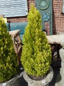 Concrete Planter complete with Fern Tree