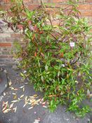 Jasmine in Ceramic Pot